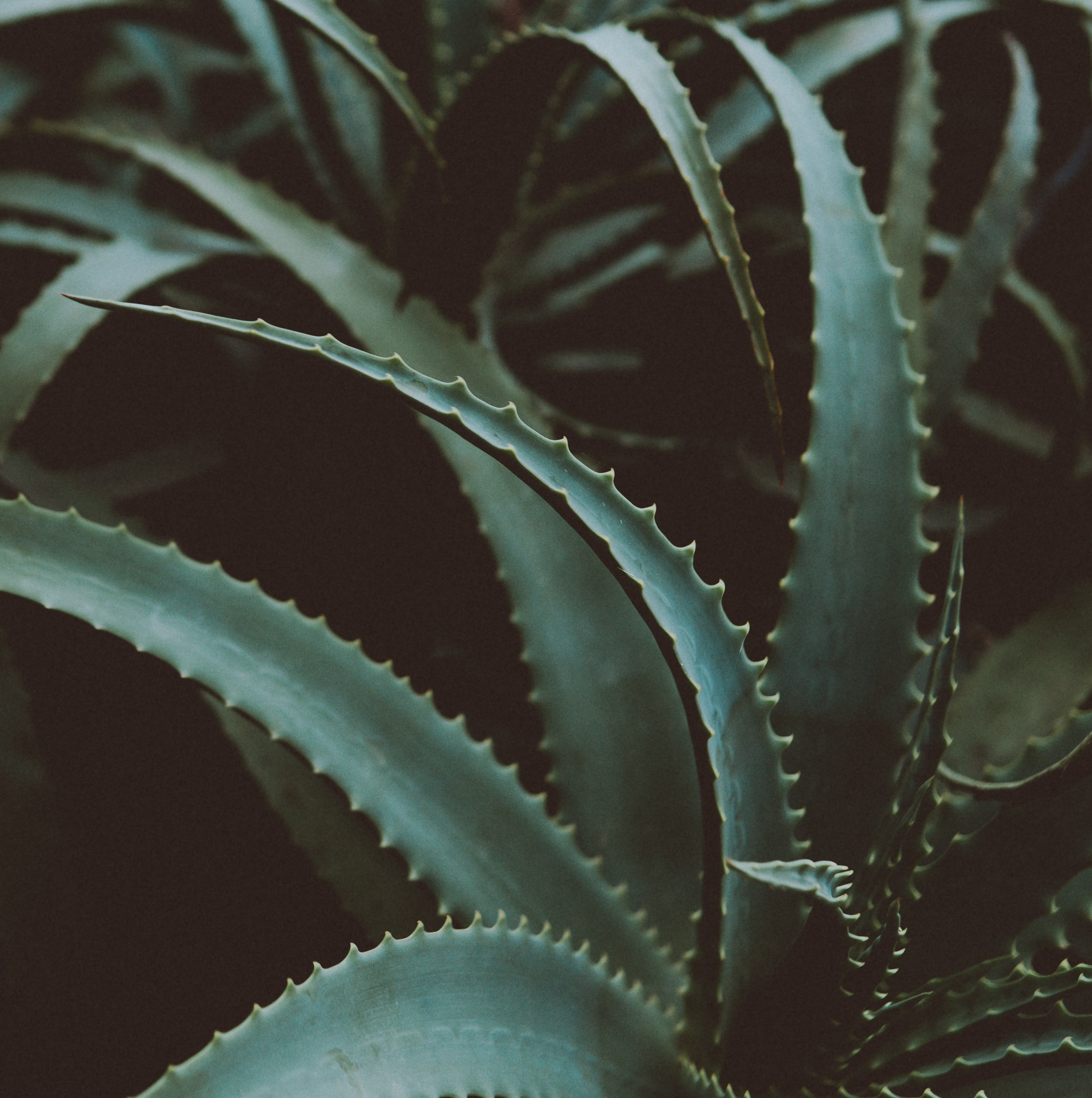 aloe vera
