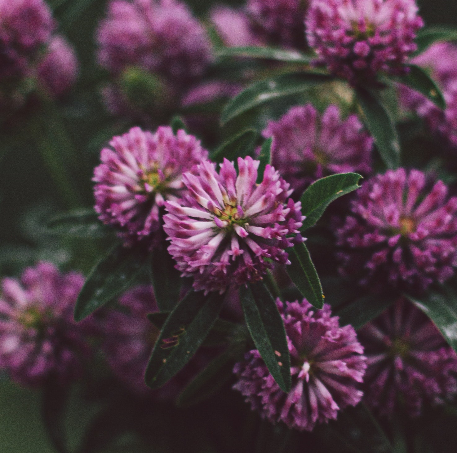 cloves