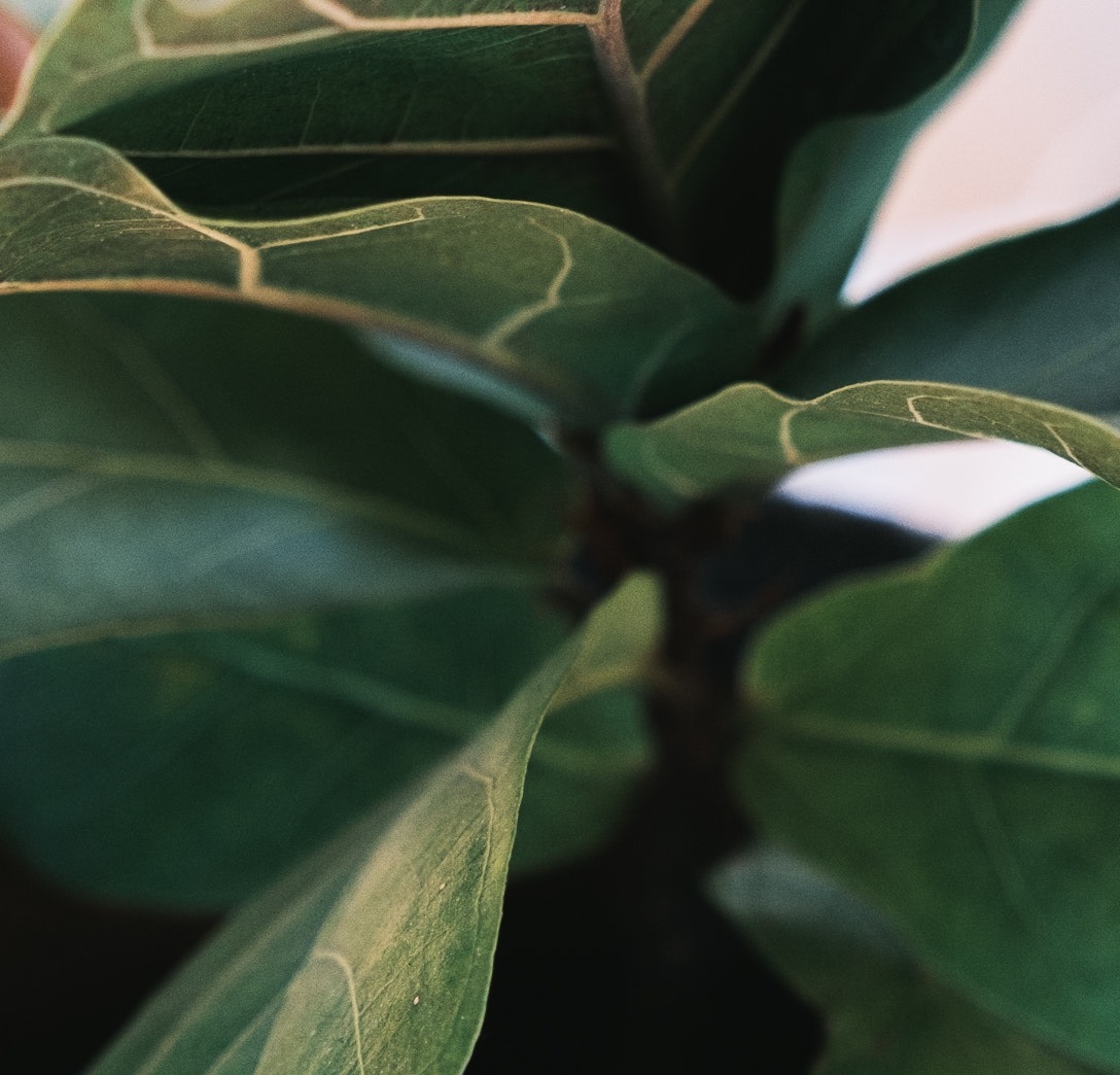 fiddle leaf fig