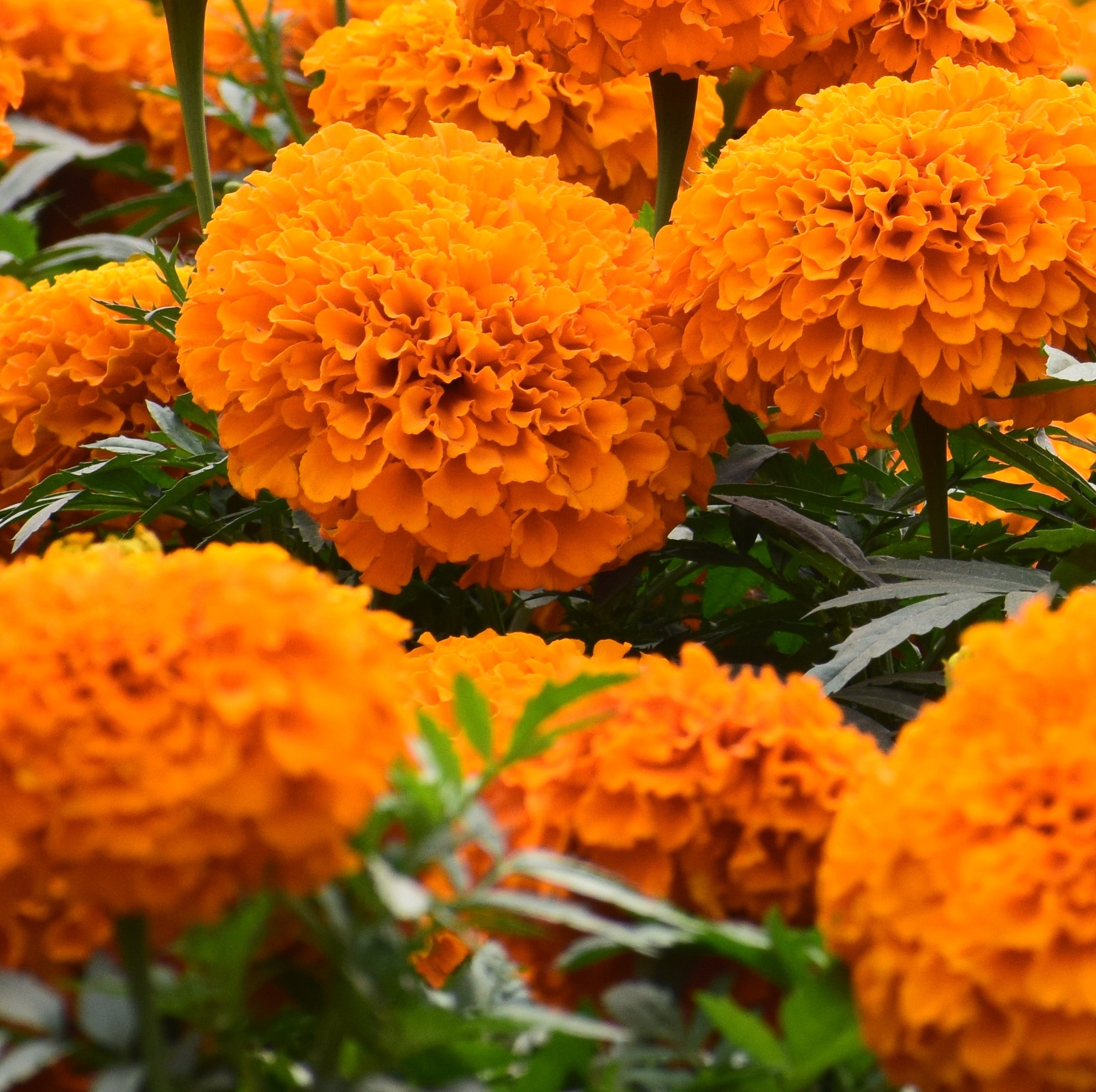 marigolds