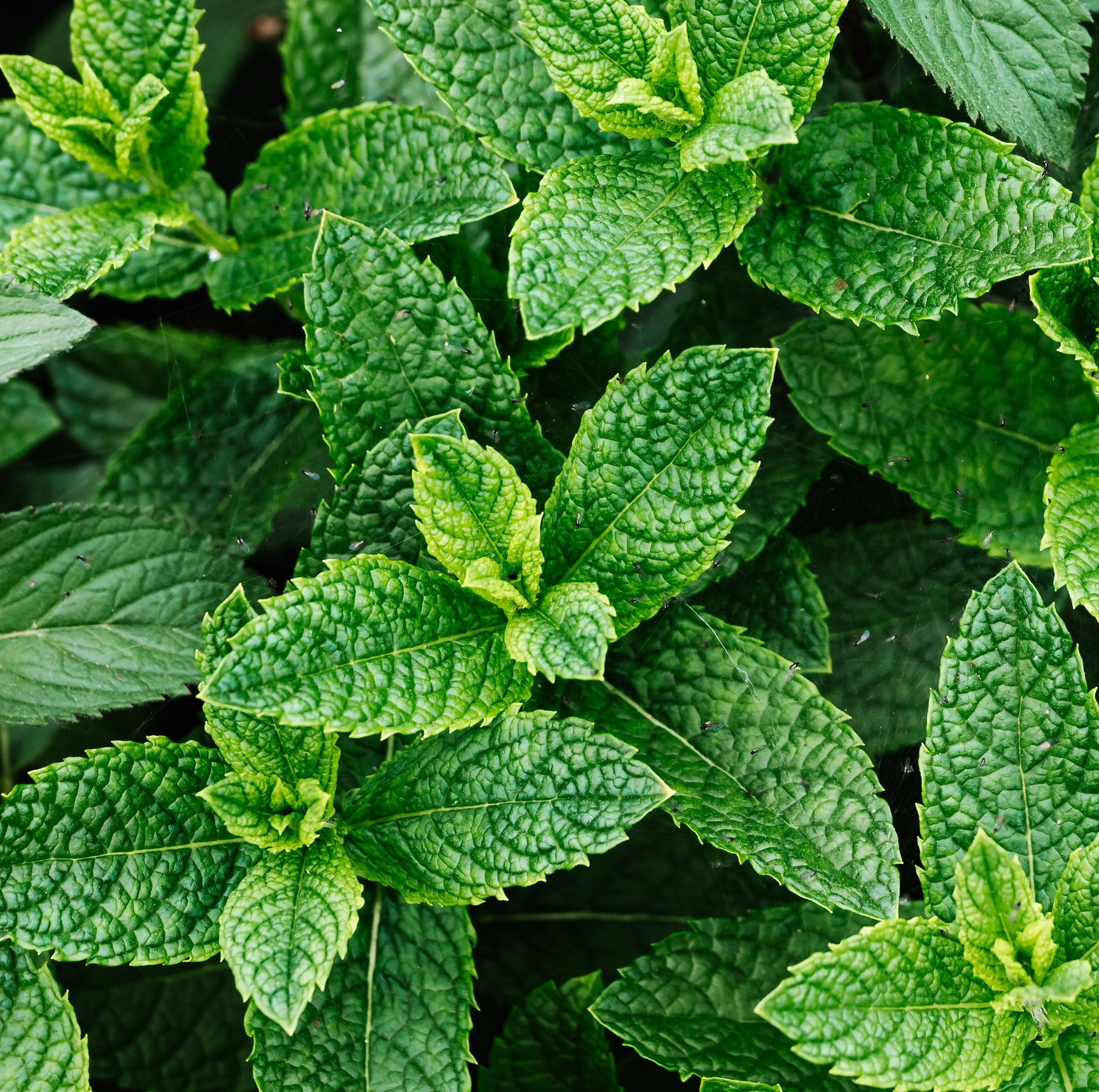 mint