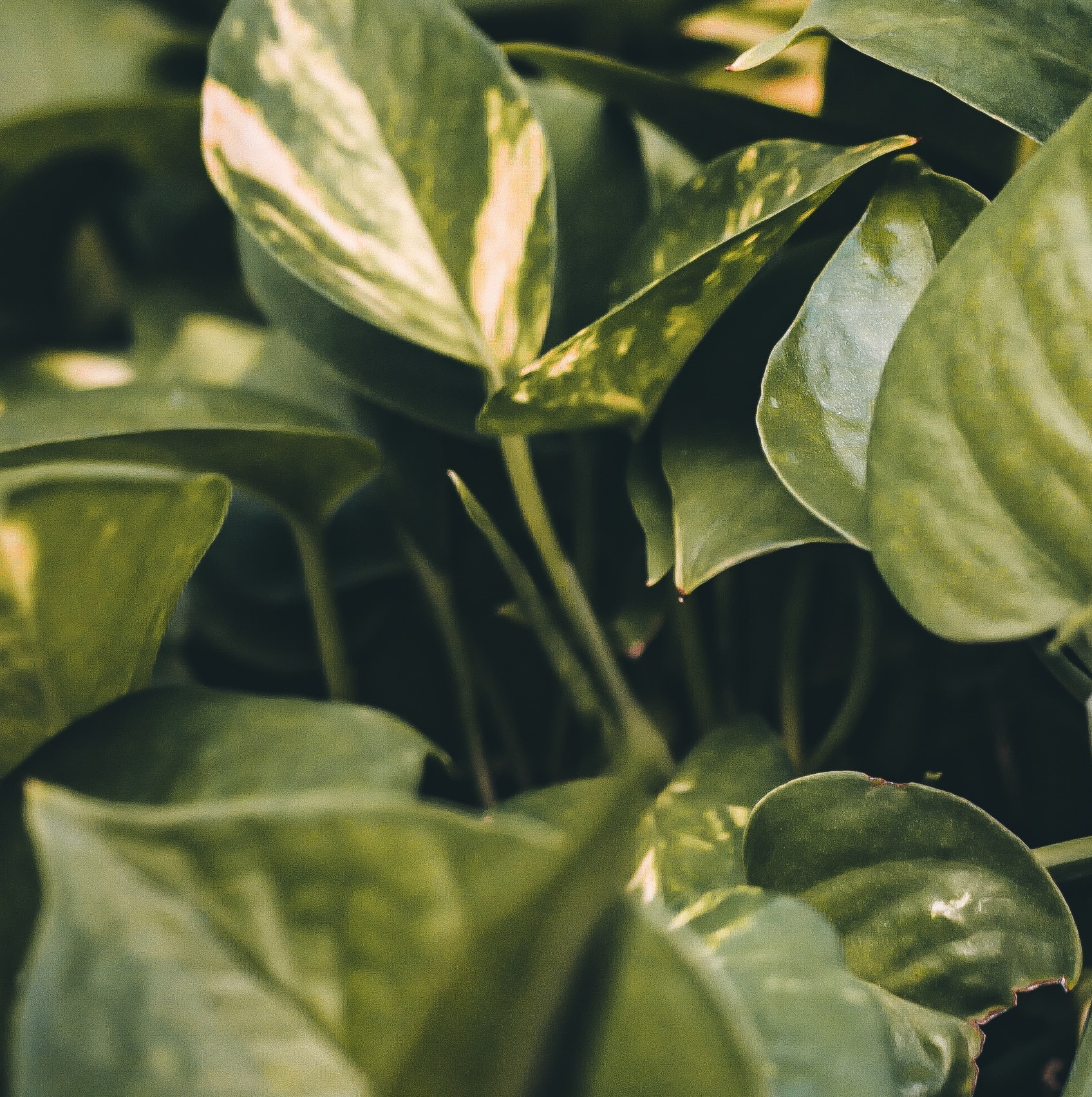 pothos