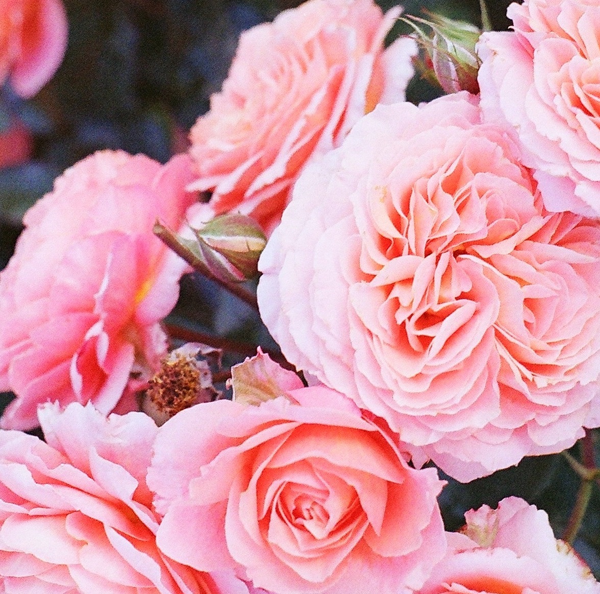 roses