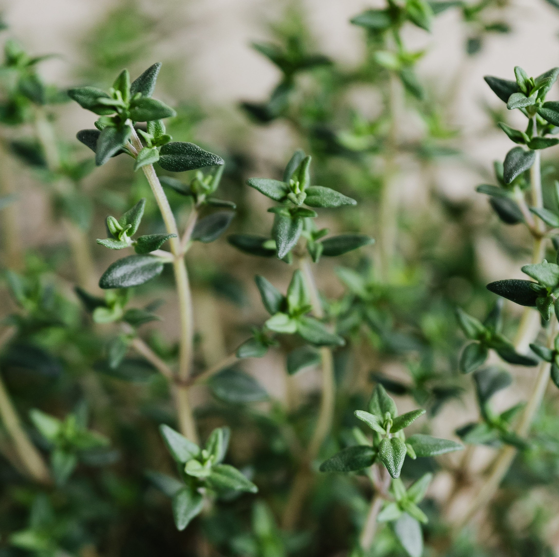 thyme